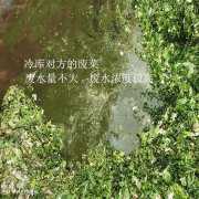 泡菜污水处理设备 泡菜污水处理设备